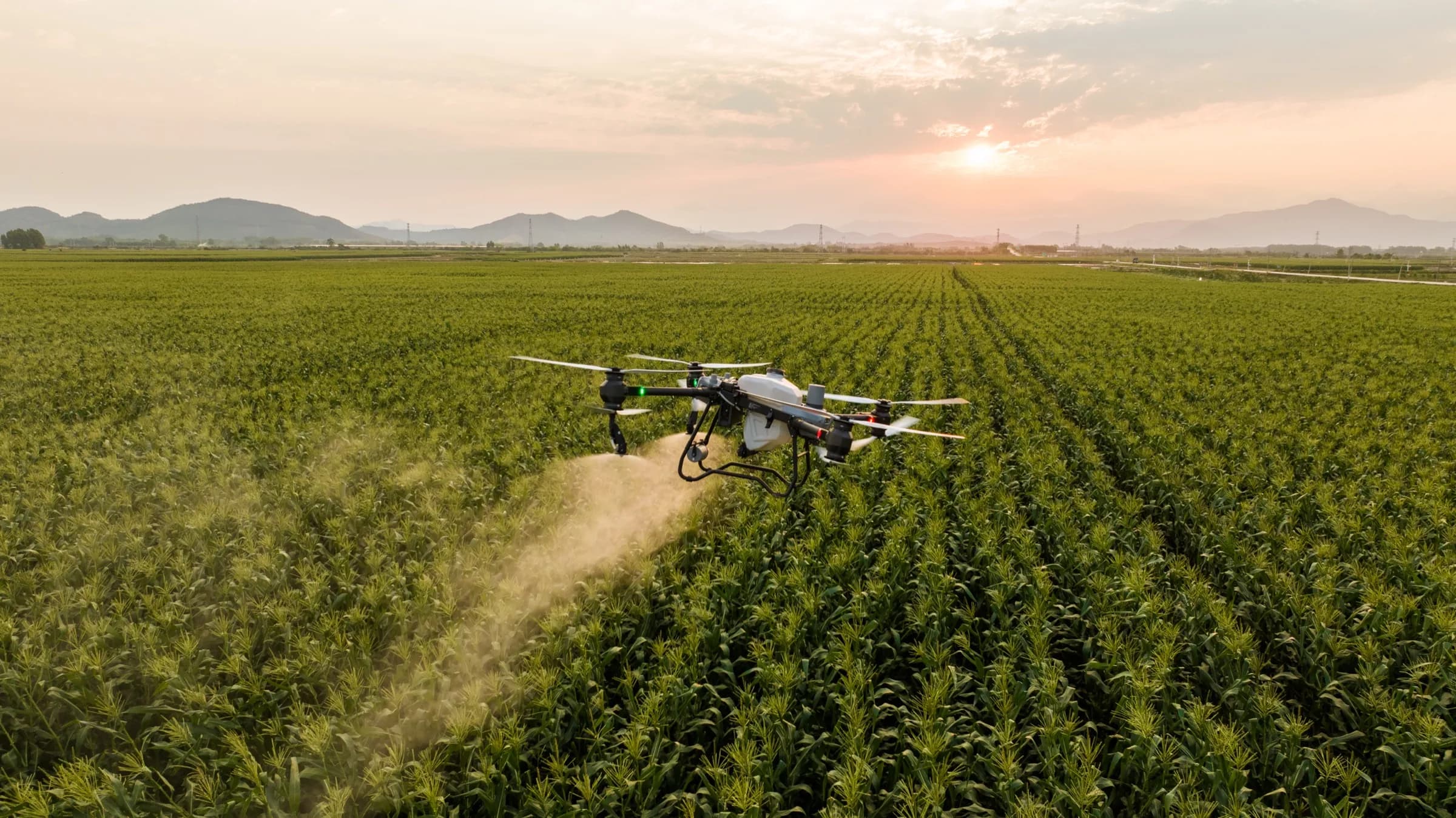 Mısır tarlasında ilaçlama yapan zirai dronun kuş bakışı görünümü