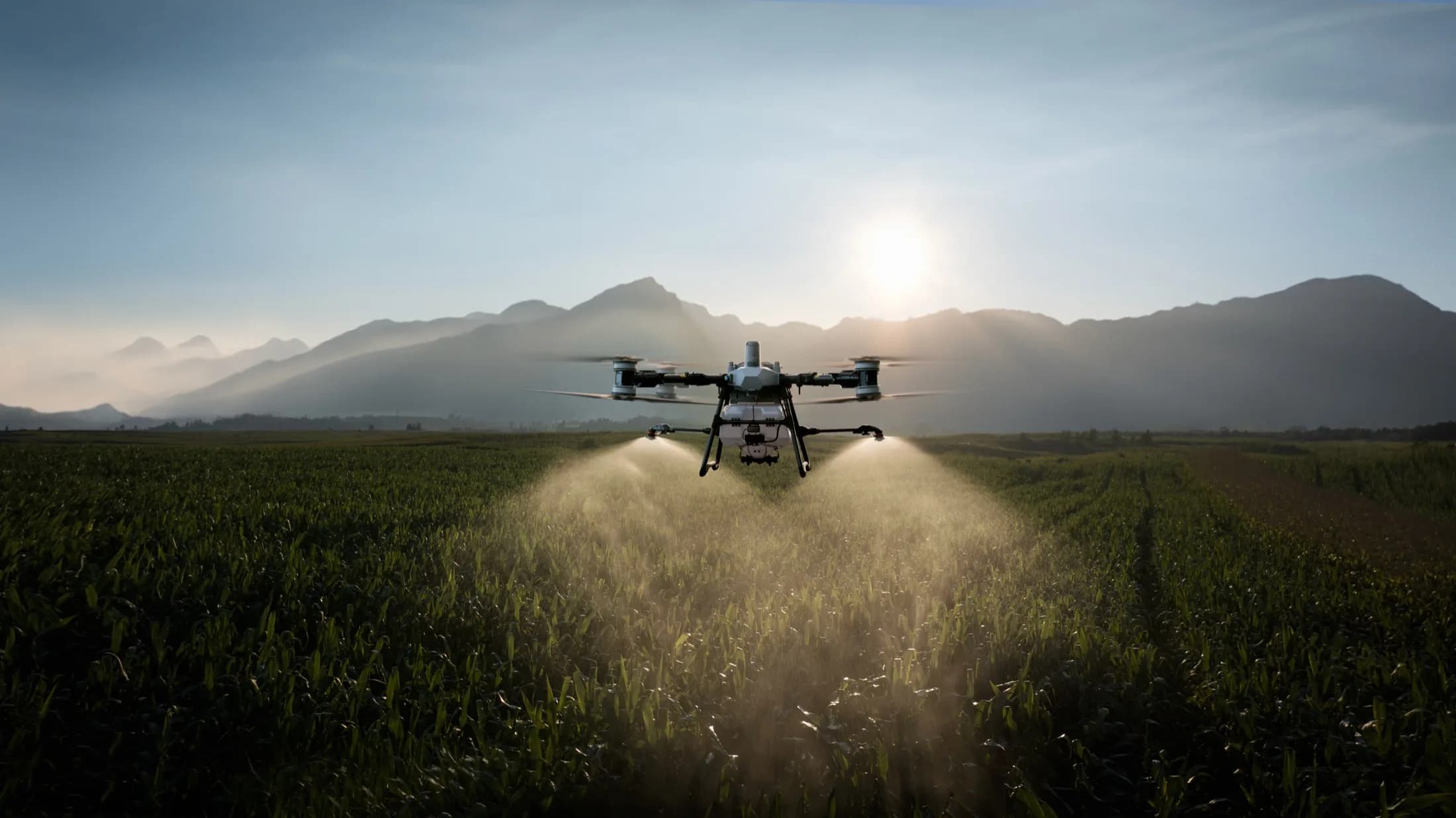 Gün batımında mısır tarlasında ilaçlama yapan zirai dron