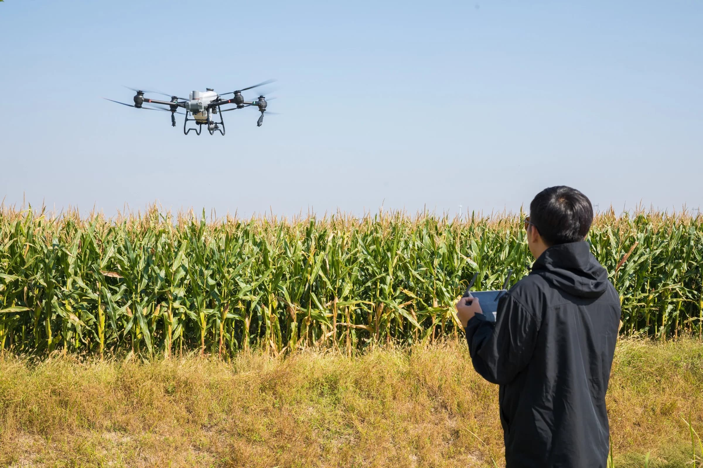 Mısır tarlası üzerinde uçan büyük zirai ilaçlama dronu ve operatörü